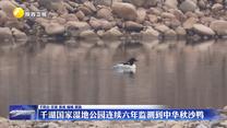 千湖国家湿地公园连续六年监测到中华秋沙鸭