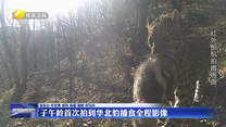 子午岭首次拍到华北豹捕食全程影像