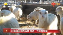 【乡村纪事】打响横山羊肉品牌 带动一方羊倌致富