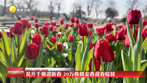 【锦绣中国年】花开千骏迎新春 20万株郁金香迎春绽放