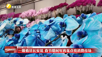 【锦绣中国年】一眼看尽长安花 春节期间年宵花点亮消费市场