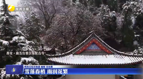 【大美陕西新画卷】雪落春梢 雨润花繁