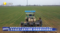 冬小麦进入返青关键期 各地抢抓农时春管忙