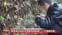 陕西秦巴山区发现蕨类新物种——宁强鳞毛蕨