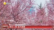 【大美陕西新画卷】春日三秦 花开满城