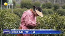 陕南春茶抢“鲜”开采