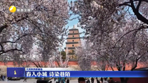 【大美陕西新画卷】春入小城 诗染巷陌