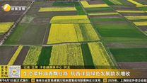 生态菜籽油香飘丝路 陕西洋县绿色发展助农增收