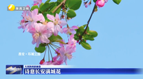 【大美陕西新画卷】诗意长安满城花