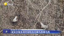 延安甘泉发现中国特有珍稀鸟类褐马鸡