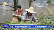 安康：明前茶销售额突破15亿元 同比增长34.8%