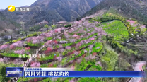 【大美陕西新画卷】四月芳菲 桃花灼灼