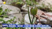 濒危植物“秦贝母”实现扩繁突破 有望回归秦岭山野