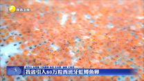我省引入80万粒西班牙虹鳟鱼卵