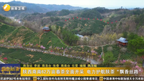陕西商南62万亩春茶全面开采 电力护航陕茶“飘香丝路”