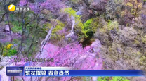 【大美陕西新画卷】繁花似锦 春意盎然