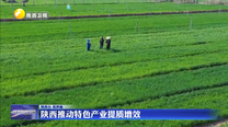 陕西推动特色产业提质增效