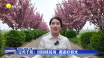 宝鸡千阳：田园成花海 邂逅好春光