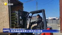 陕西商品油菜种子首次出口中亚