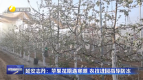 延安志丹：苹果花期遇寒潮 农技进园指导防冻