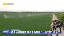抢抓抽穗扬花期 陕西全力推进“一喷三防”提单产