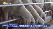 “十五五”陕西畜牧业产值力争突破900亿元