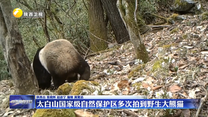 太白山国家级自然保护区多次拍到野生大熊猫