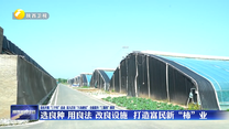 选良种 用良法 改良设施  打造富民新“柿”业