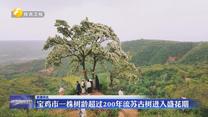 宝鸡市一株树龄超过200年流苏古树进入盛花期
