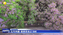 五月风暖 踏青赏花正当时