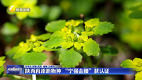 陕西再添新物种 “宁强金腰”获认证