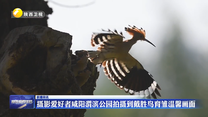 摄影爱好者咸阳渭滨公园拍摄到戴胜鸟育雏温馨画面