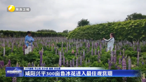 咸阳兴平300亩鲁冰花进入最佳观赏期