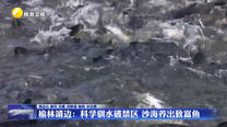 榆林靖边：科学驯水破禁区 沙海养出致富鱼