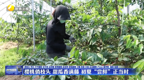 樱桃俏枝头 甜瓜香满藤 初夏“尝鲜”正当时