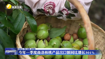 今年一季度商洛核桃产品出口额同比增长301%