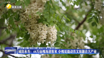 咸阳永寿：48万亩槐海迎客来 小槐花撬动农文旅融合大产业