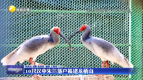 10只汉中朱鹮落户福建龙栖山