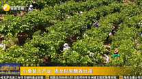 小桑葚大产业 周至好果飘香丝路