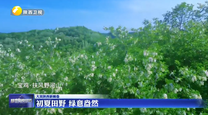 初夏田野 绿意盎然