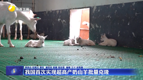 我国首次实现超高产奶山羊批量克隆