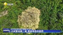 古树繁花映三秦 碧波翠色尽盎然
