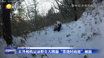 红外相机记录野生大熊猫“雪地叼幼崽”画面