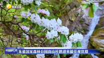 朱雀国家森林公园高山杜鹃迎来最佳观赏期