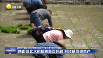 陕南陕北水稻插秧渐次开展 科技赋能提单产