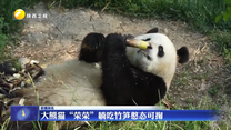 大熊猫“荣荣”躺吃竹笋憨态可掬