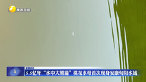 5.5亿年“水中大熊猫”桃花水母首次现身安康旬阳水域