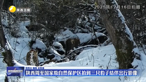 陕西周至国家级自然保护区拍到三只豹子结伴出行影像