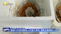 榆林今年首轮孵化10只朱鹮幼鸟 种群总数增至54只