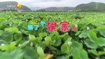 百家碎戏 (2026-05-29)